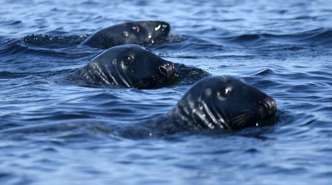 Seal Seal large white shark progresses north large white shark progresses north new
